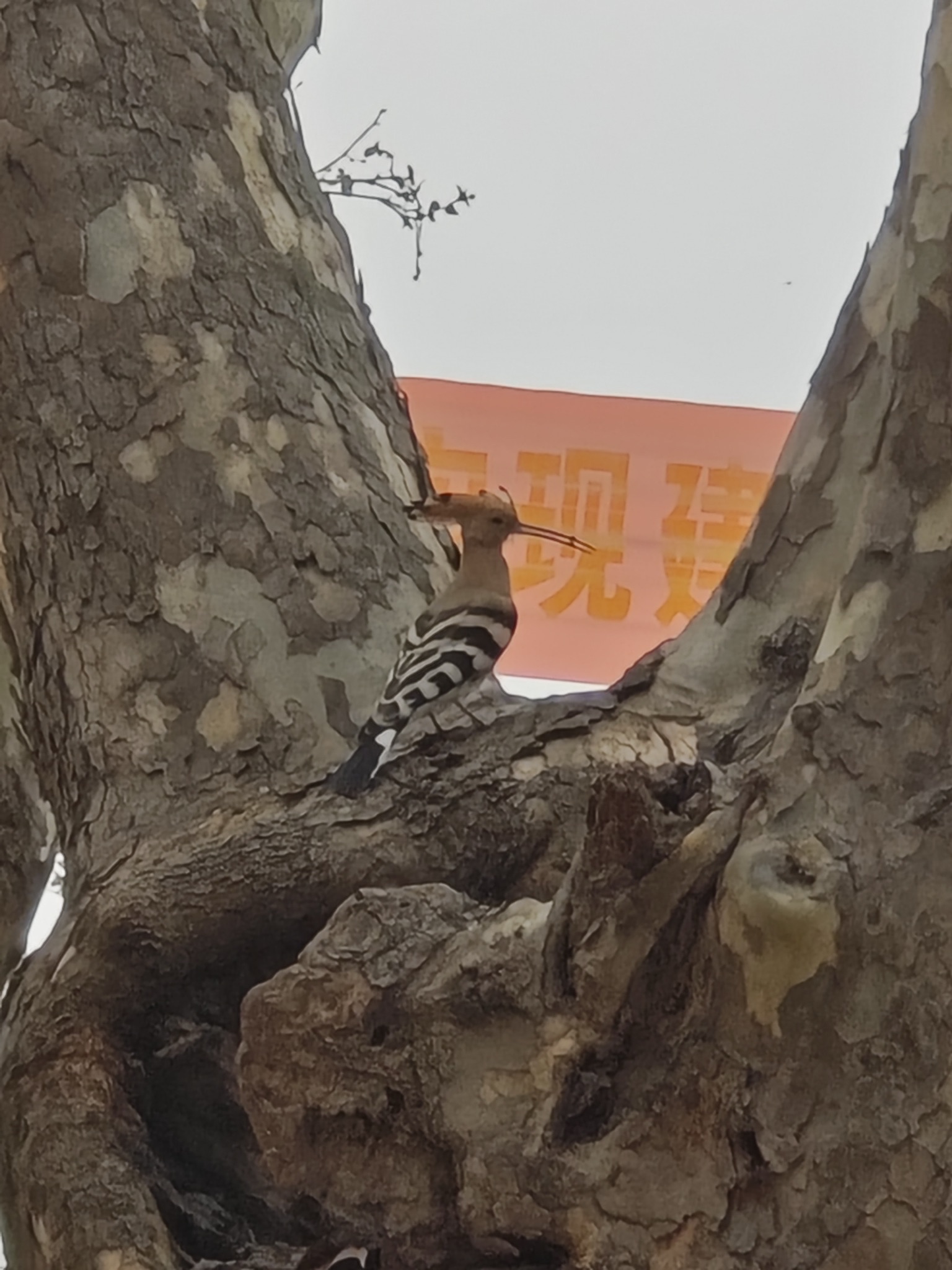贾汪桃源仙境旅行图片 3