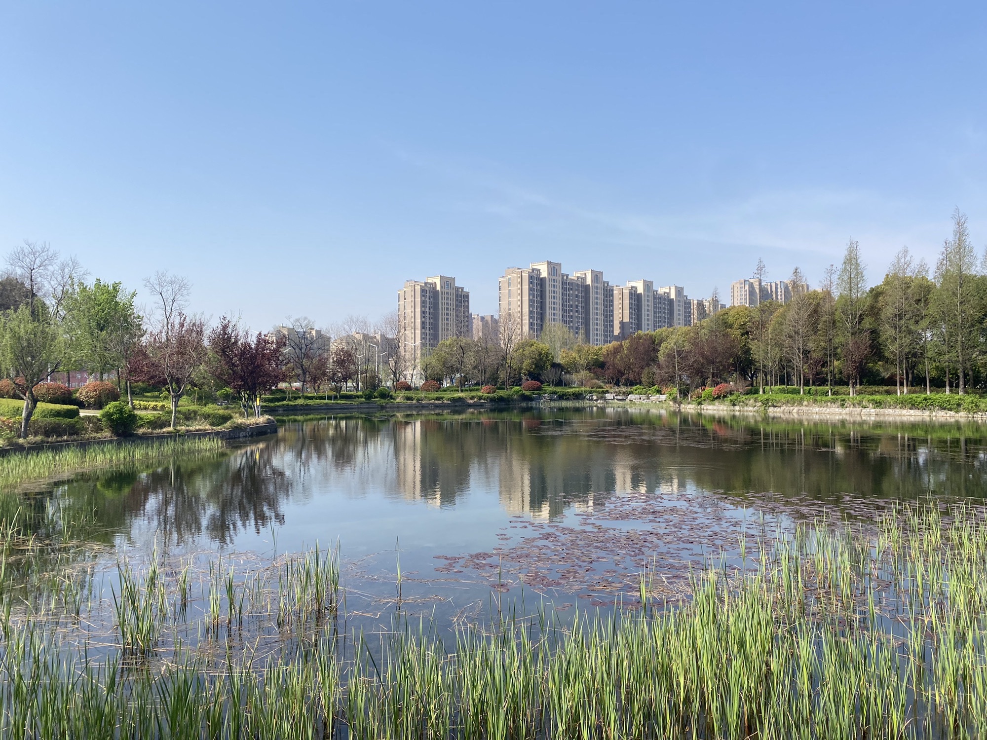 徐州市百果园景观绿地旅行图片 3
