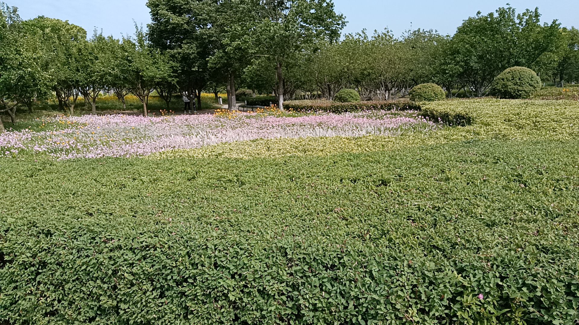 徐州市百果园景观绿地旅行图片 3