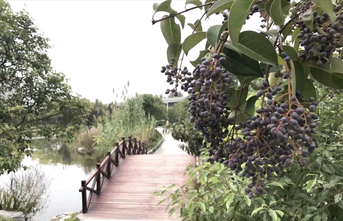 徐州市百果园景观绿地旅行图片 2