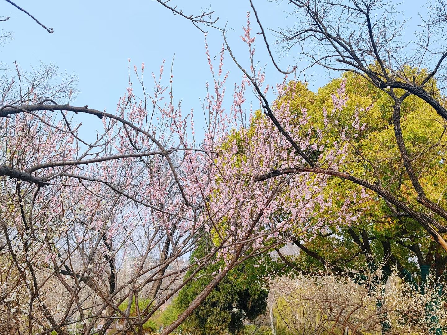 云龙公园旅行图片 3