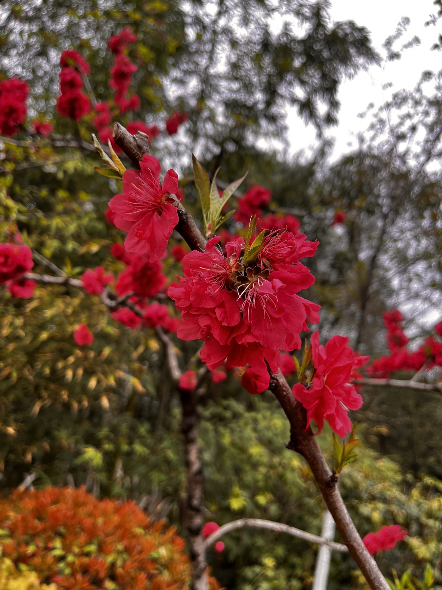 彭祖园旅行图片 2