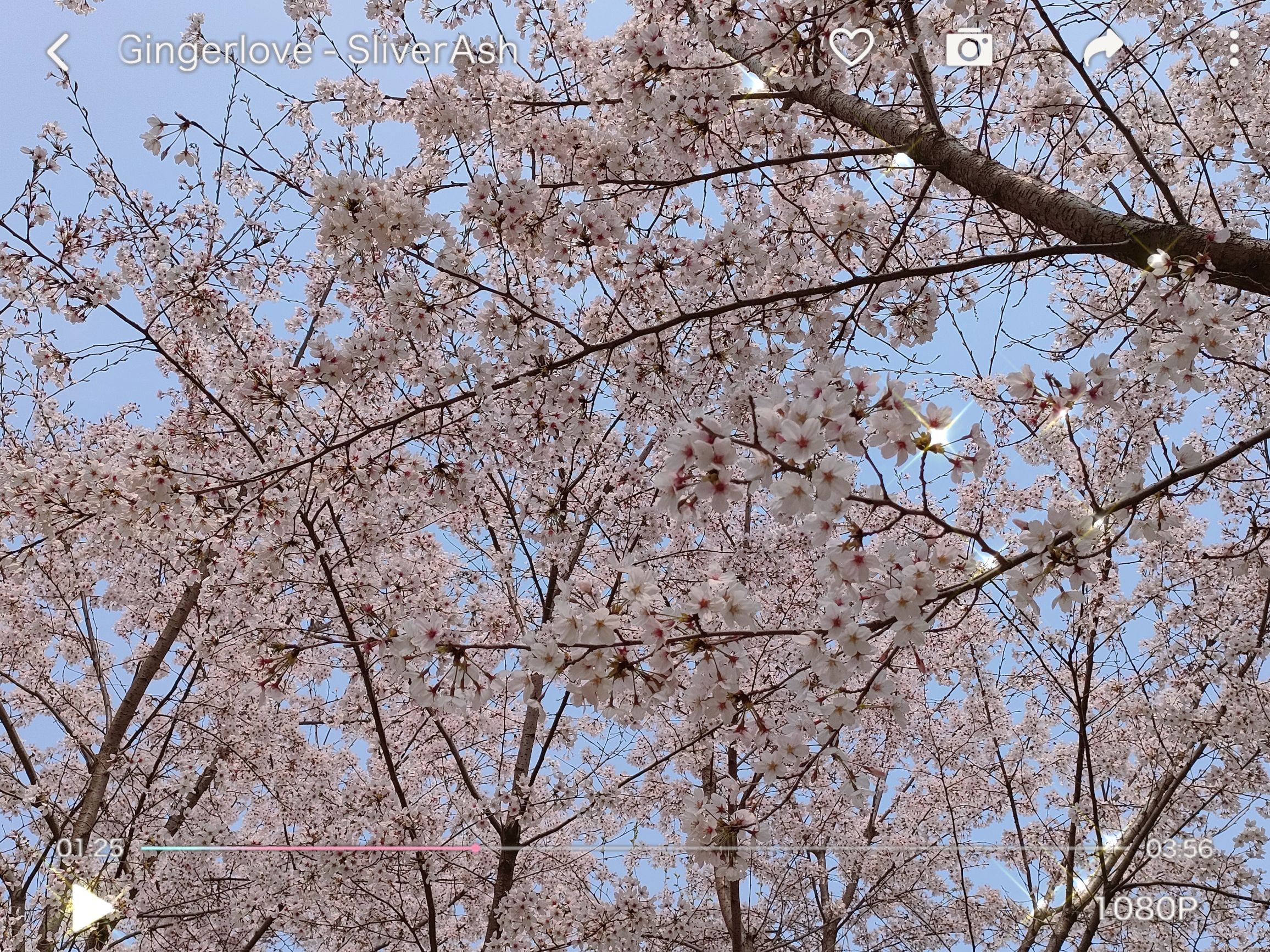 沭河之光旅行图片 1