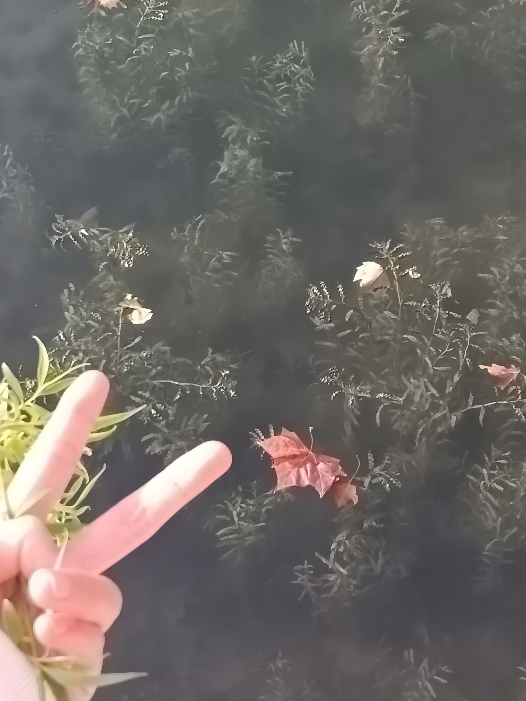 夏桥公园旅行图片 3