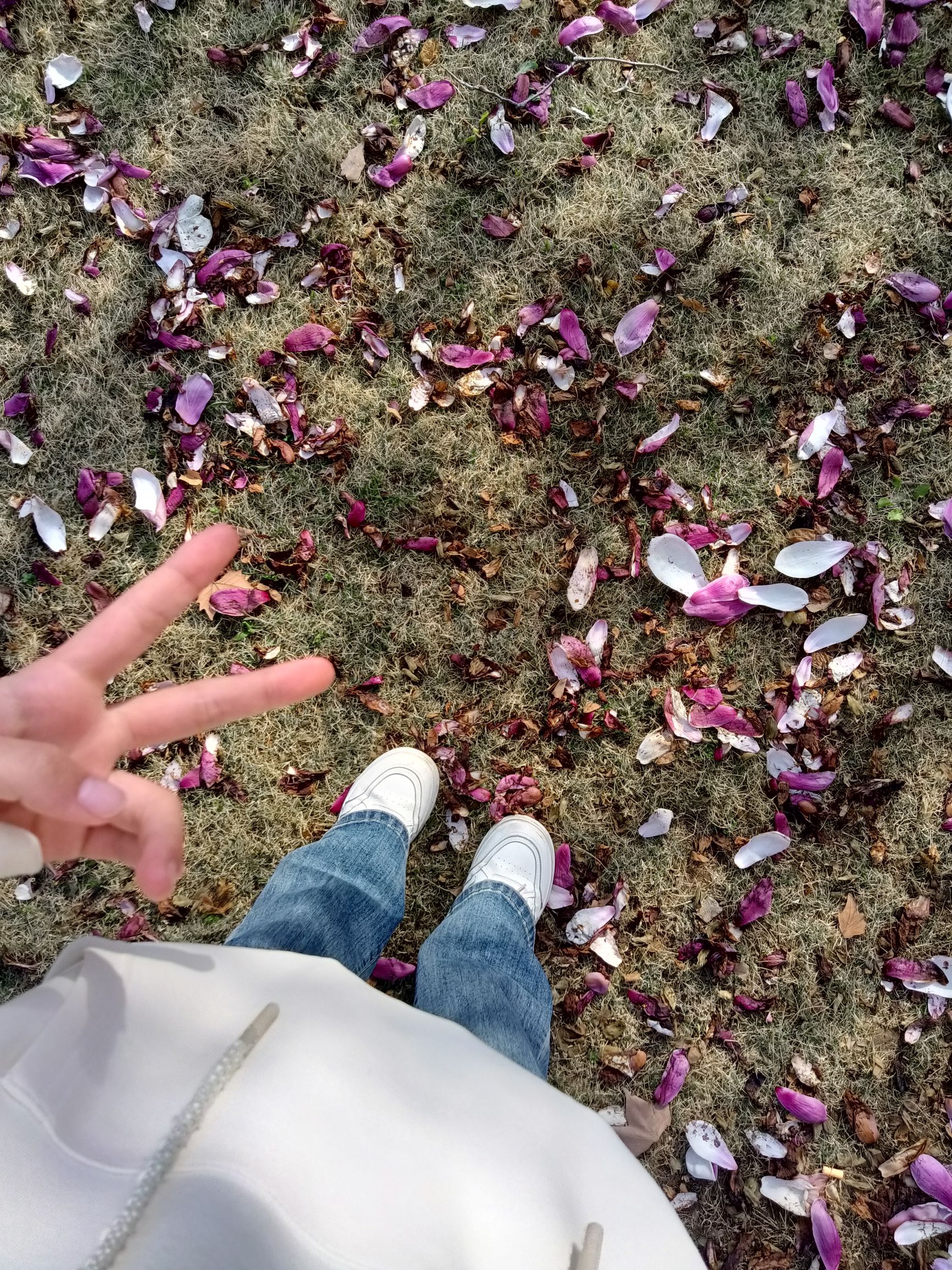 夏桥公园旅行图片 2