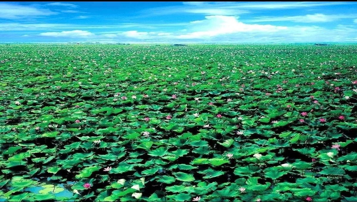 沛县微山湖千岛湿地旅行图片 3