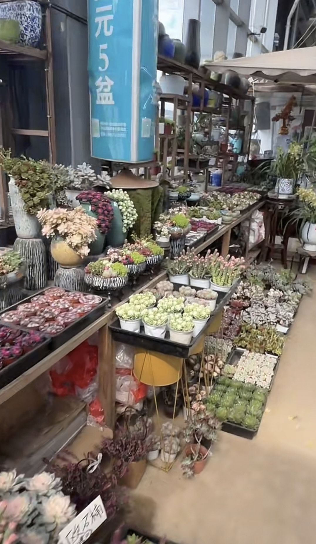 徐州植物园旅行图片 3