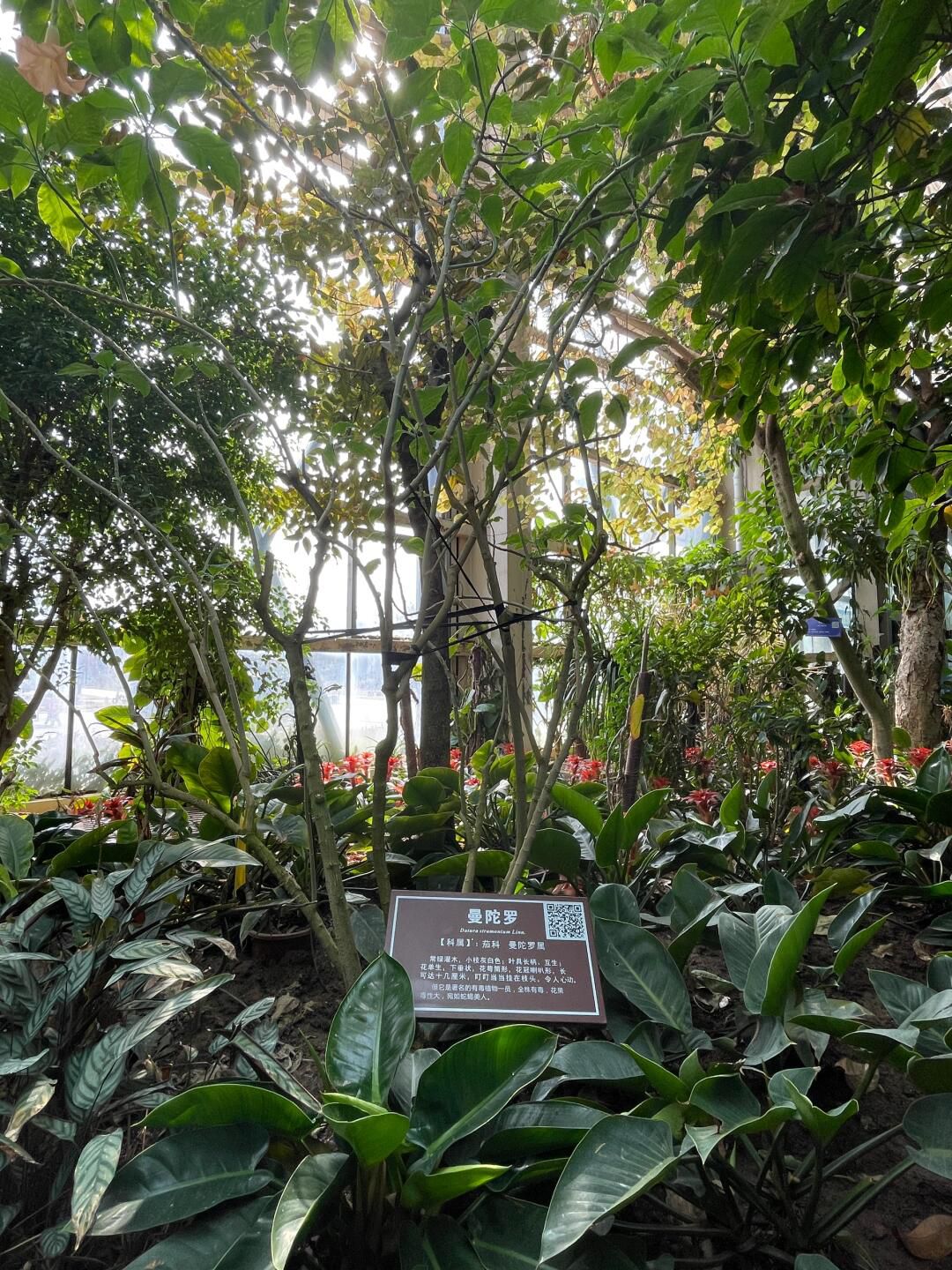 徐州植物园旅行图片 1