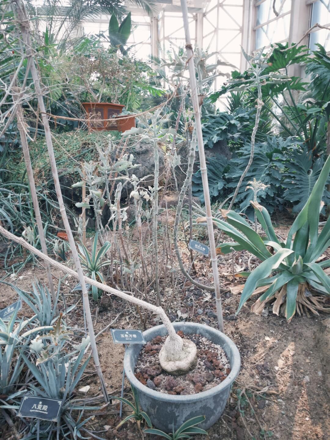 徐州植物园旅行图片 2