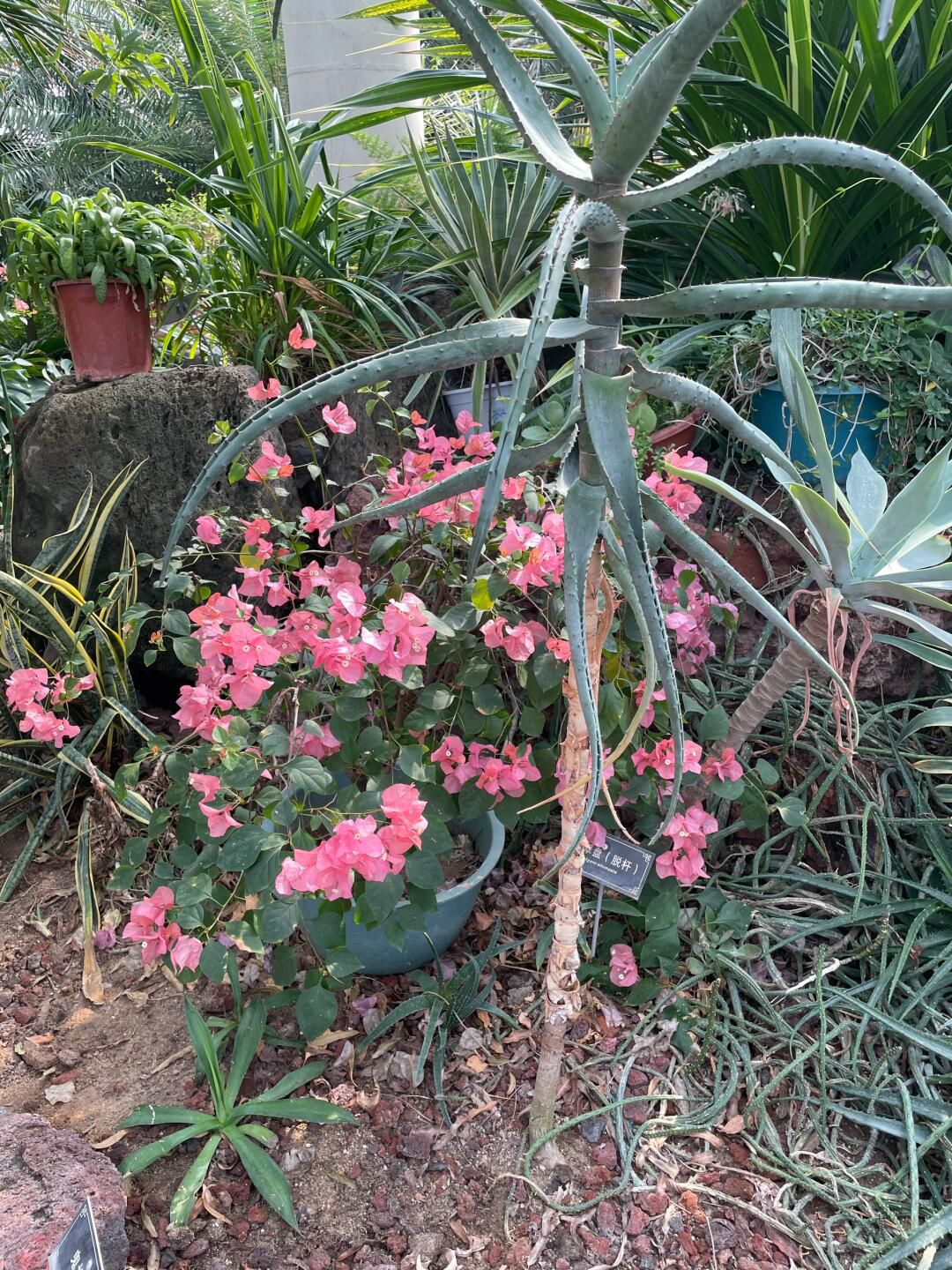 徐州植物园旅行图片 3