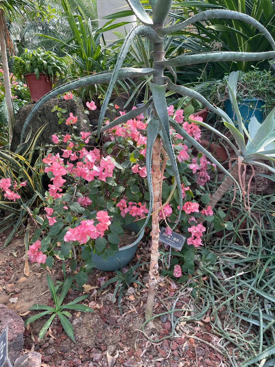 徐州植物园旅行图片 1