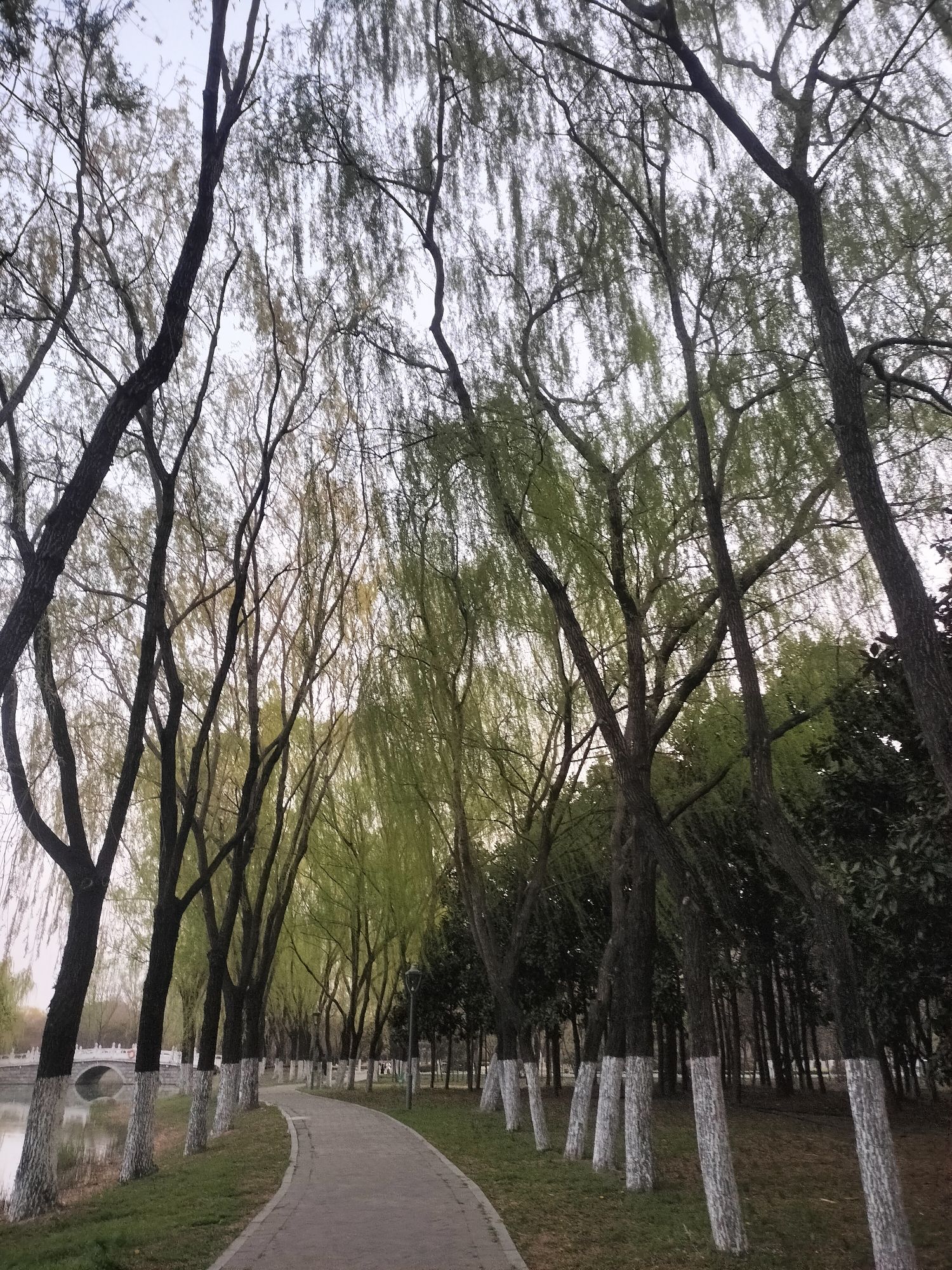 沙沟湖水杉公园旅行图片 1