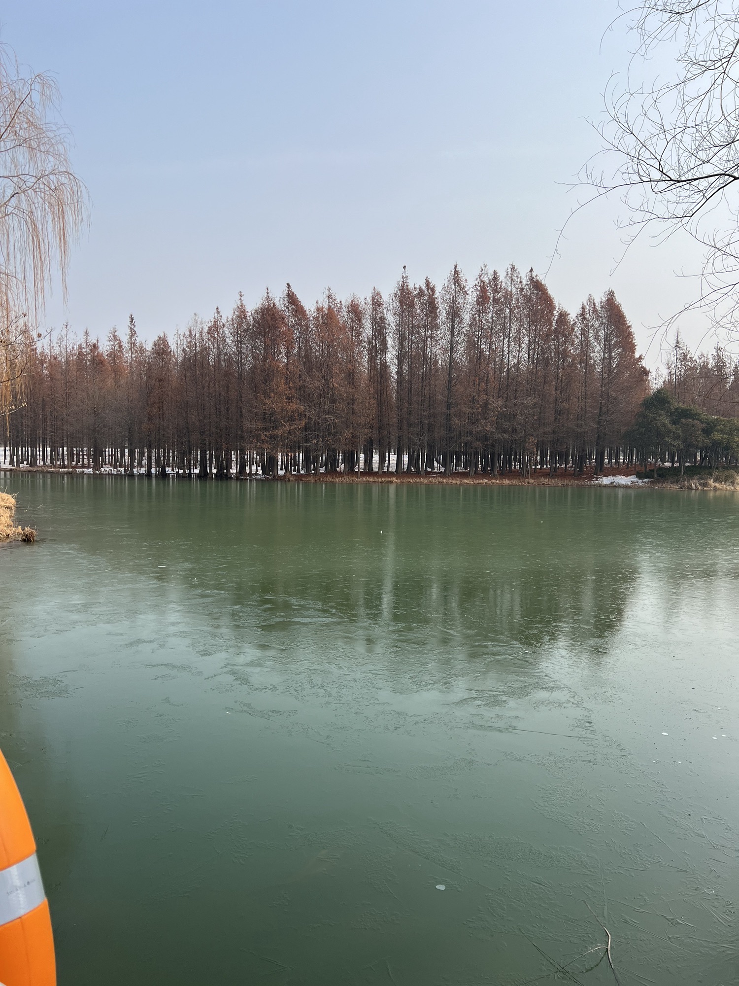 沙沟湖水杉公园旅行图片 3