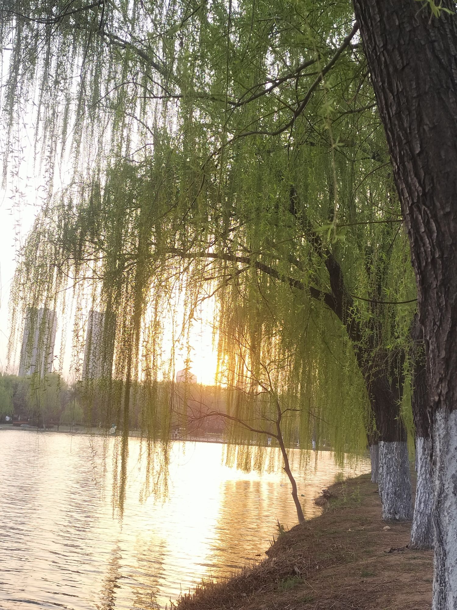 沙沟湖水杉公园旅行图片 2