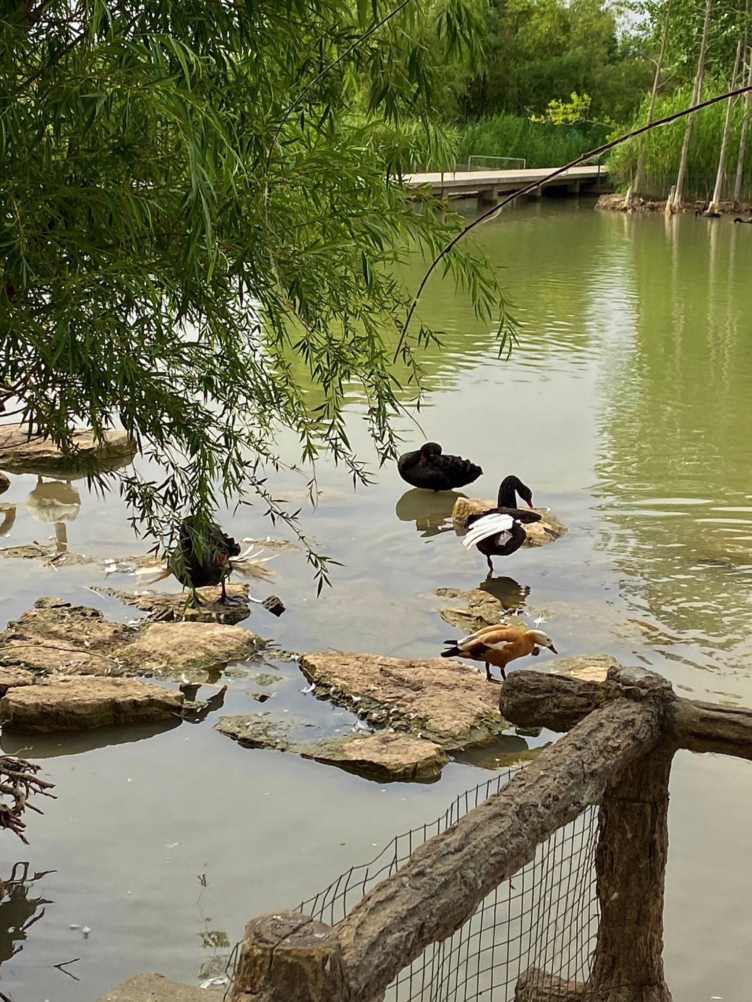 潘安湖国家湿地公园旅行图片 1