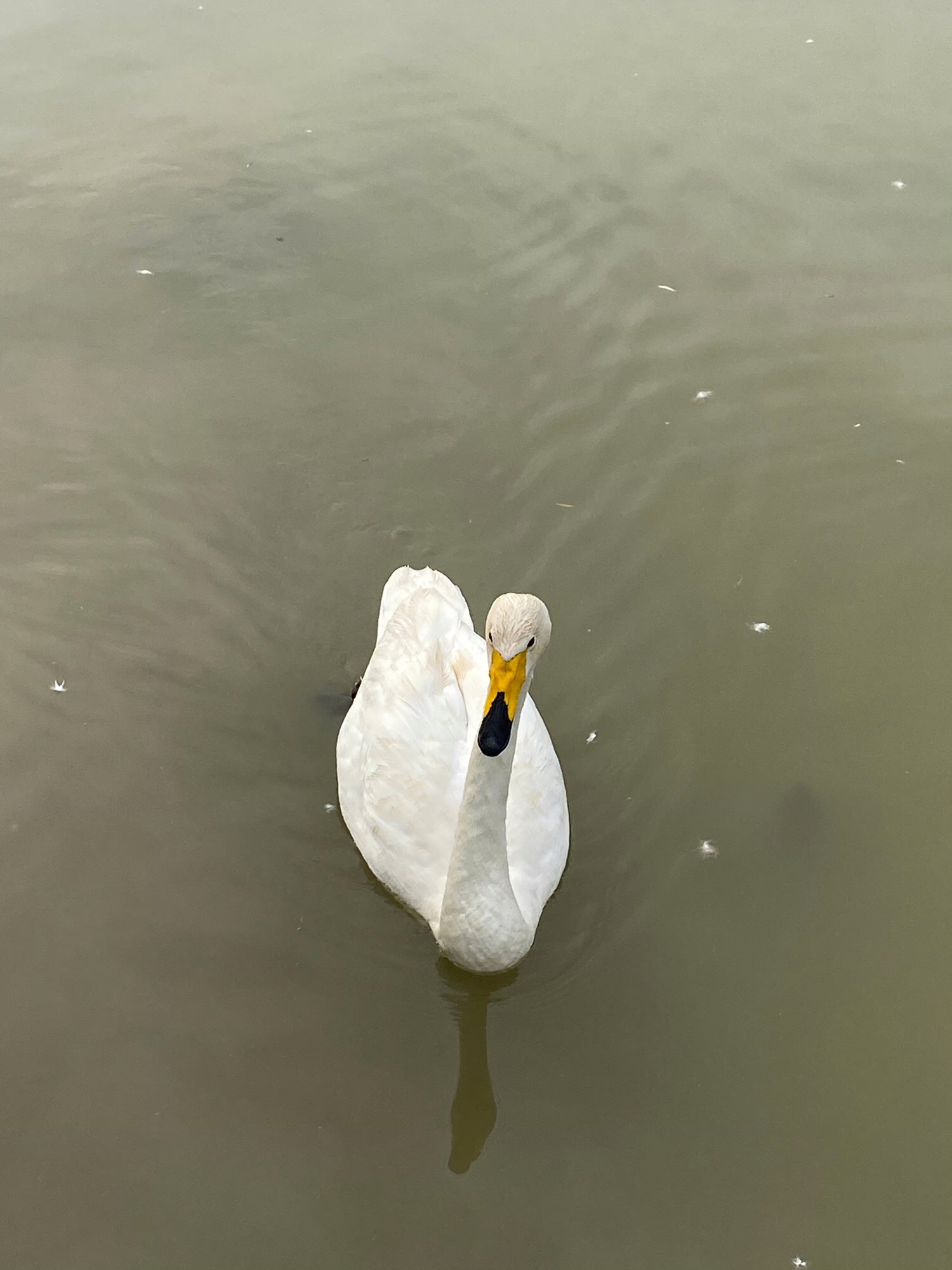 潘安湖国家湿地公园旅行图片 3