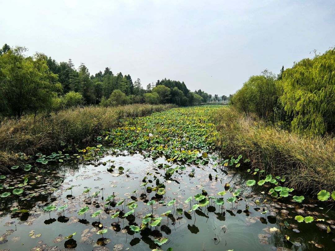 潘安湖国家湿地公园旅行图片 3