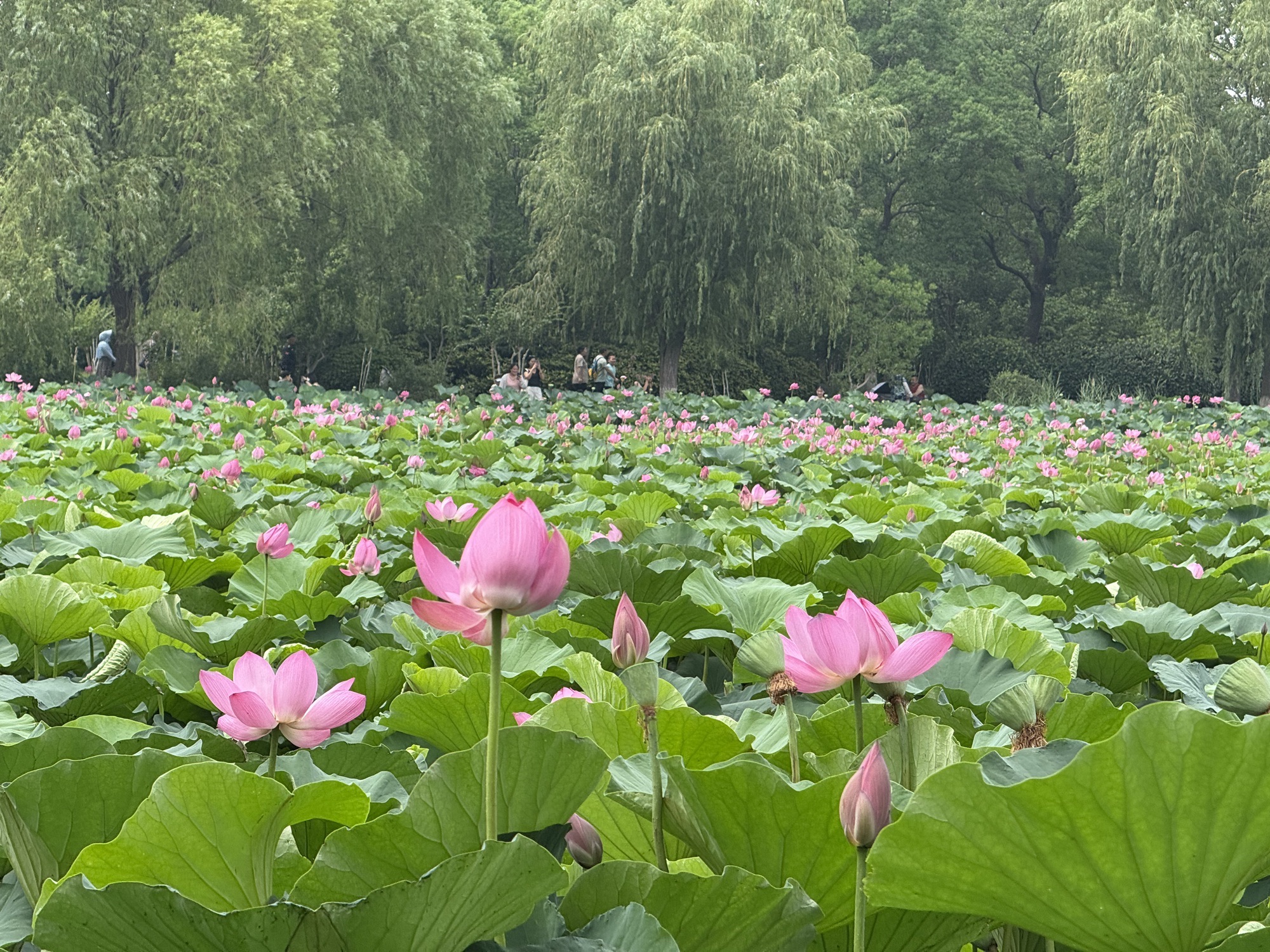 徐州云龙湖旅游景区滨湖公园