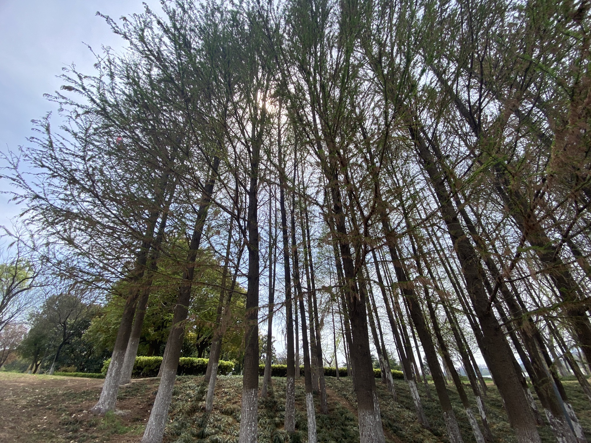 徐州大龙湖风景区旅行图片 1