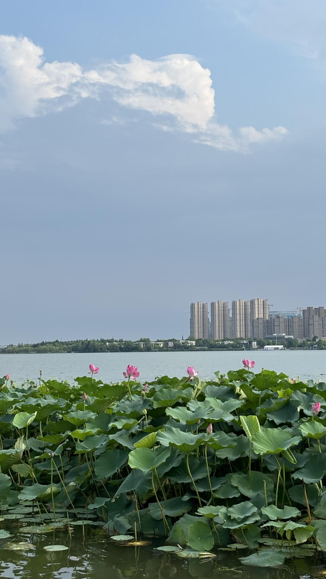 徐州大龙湖风景区旅行图片 2