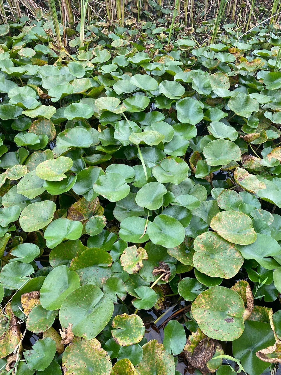 江苏九里湖国家湿地公园旅行图片 2
