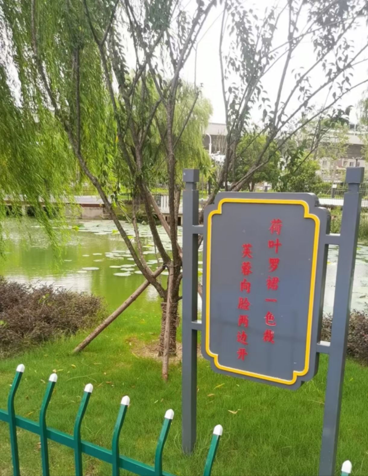 荷花公园旅行图片 1