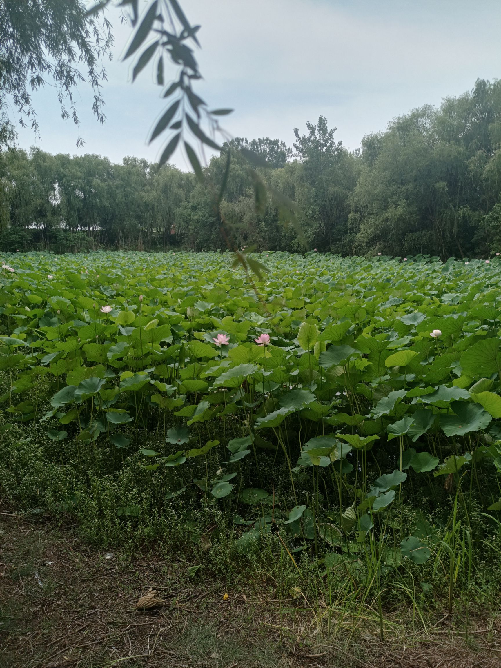 明祖陵旅行图片 1