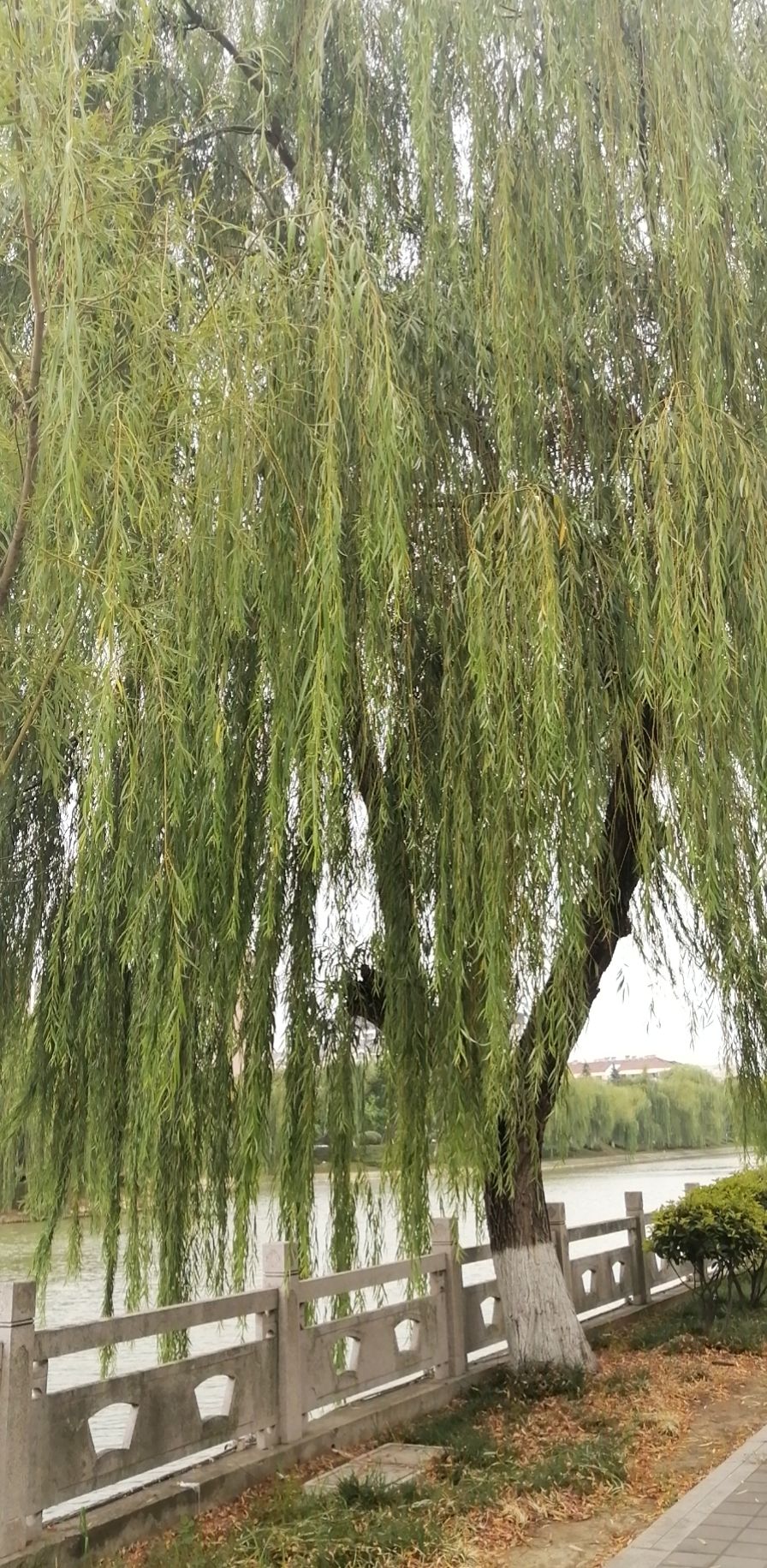 翠湖园旅行图片 1