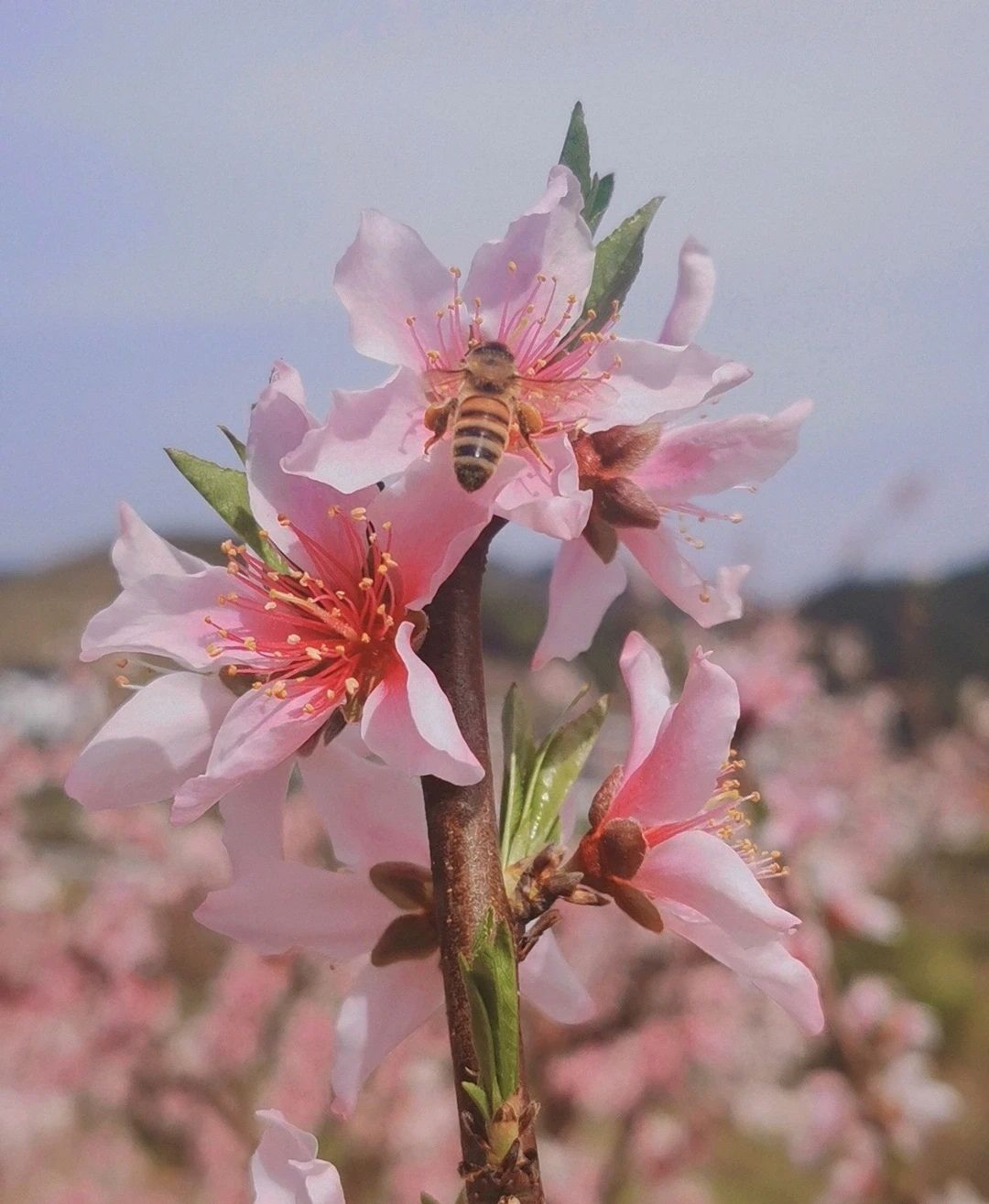 桃花坞旅行图片 2