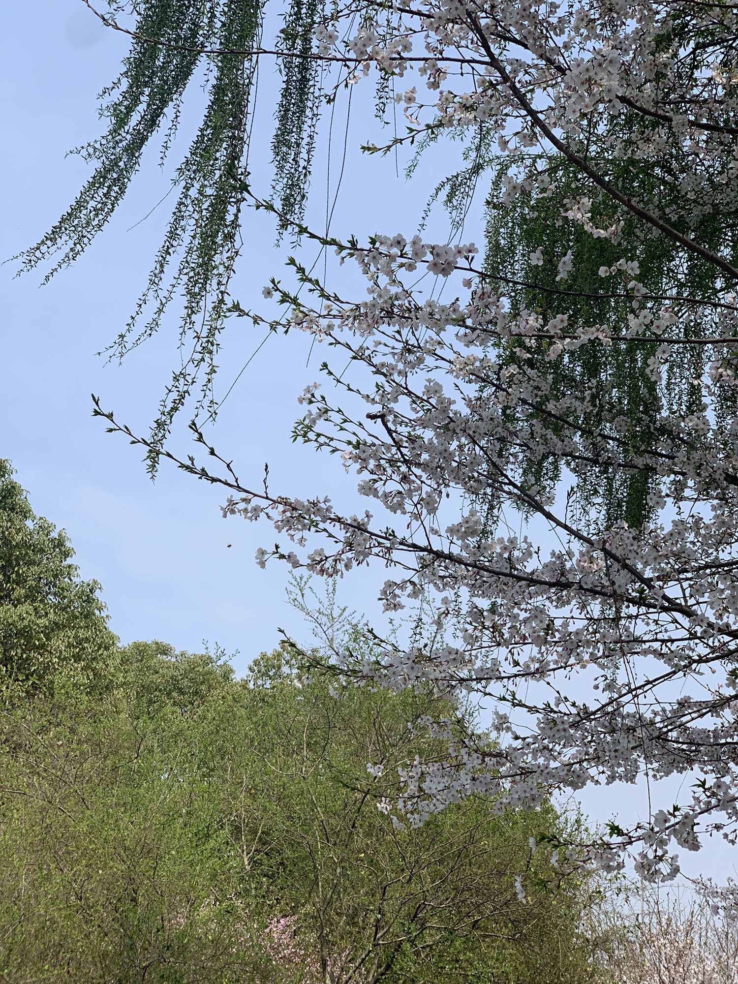 钵池山公园旅行图片 2