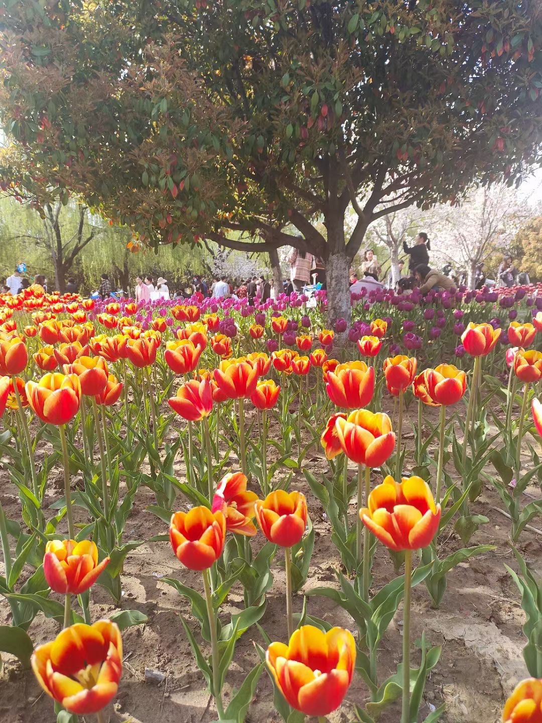 钵池山公园旅行图片 1