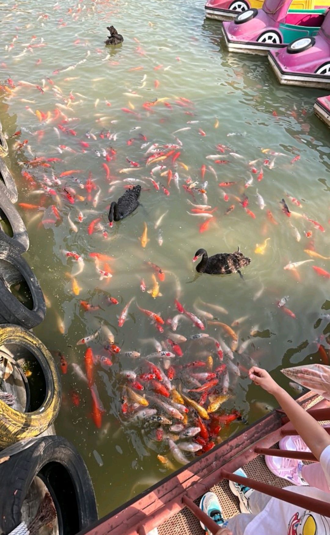 天鹅湖生态园旅行图片 3