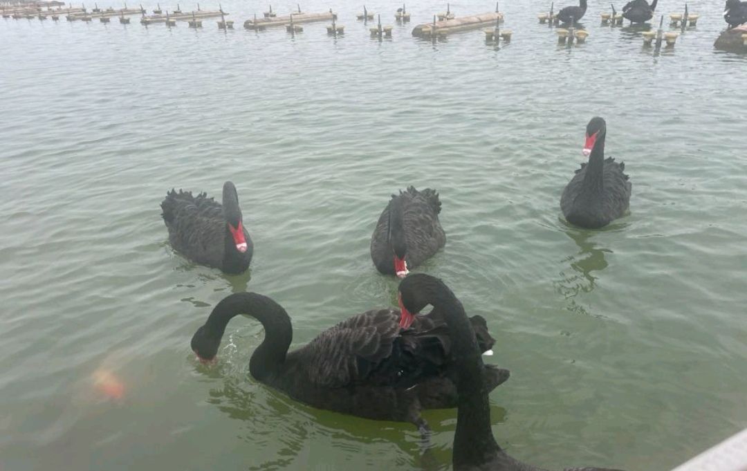 天鹅湖生态园旅行图片 2