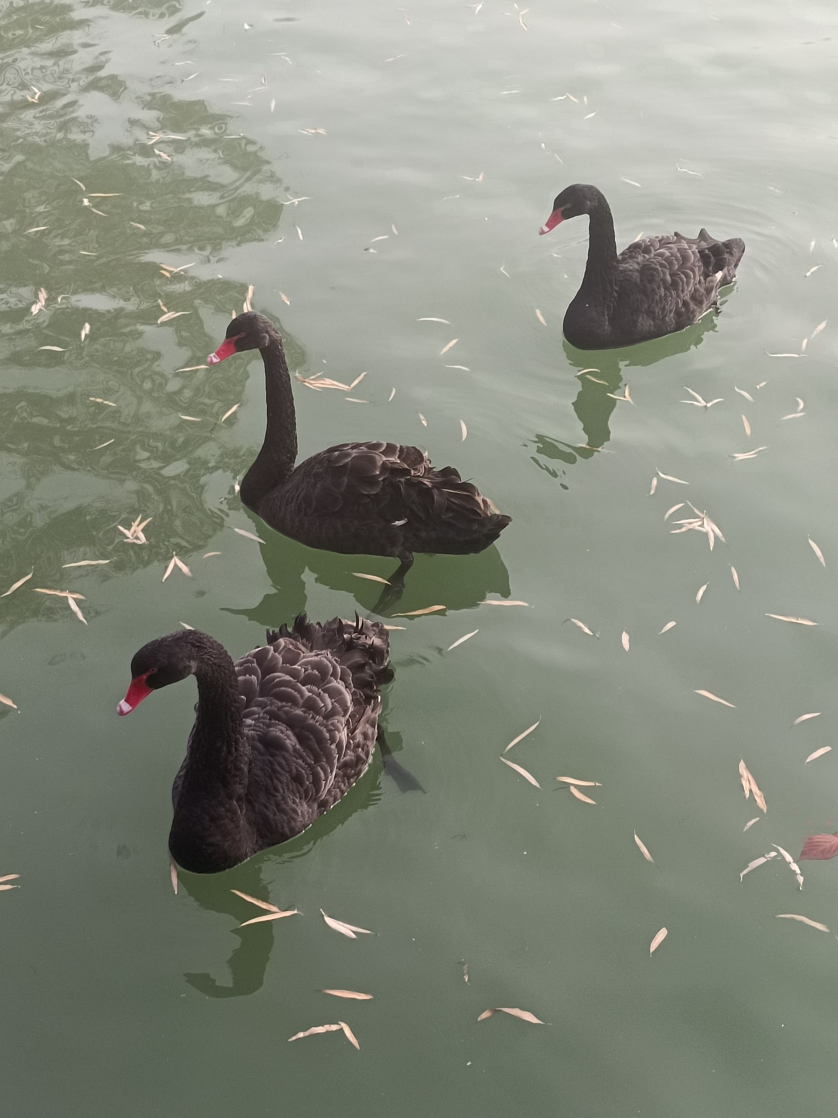天鹅湖生态园旅行图片 2