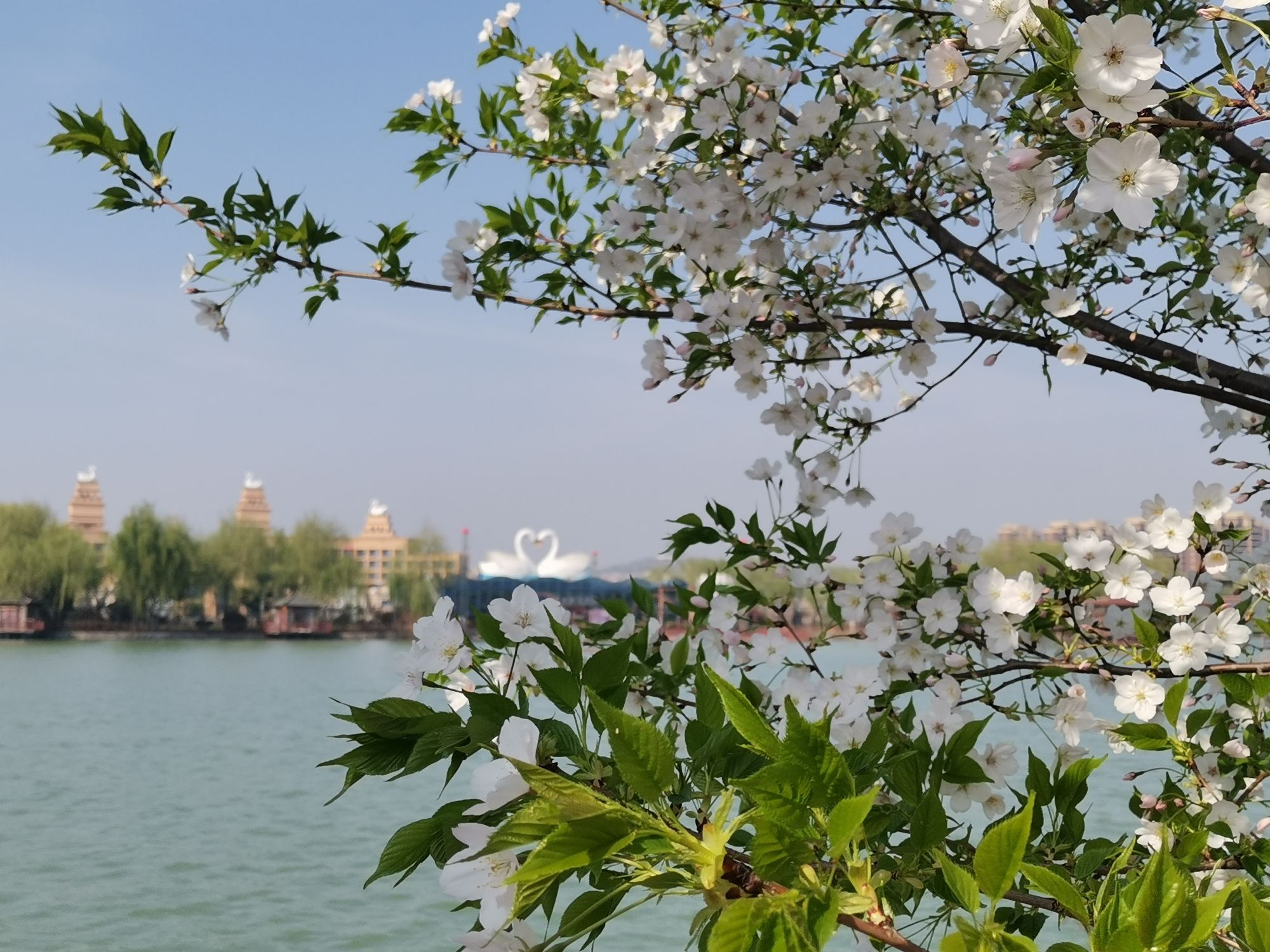 天鹅湖生态园旅行图片 1