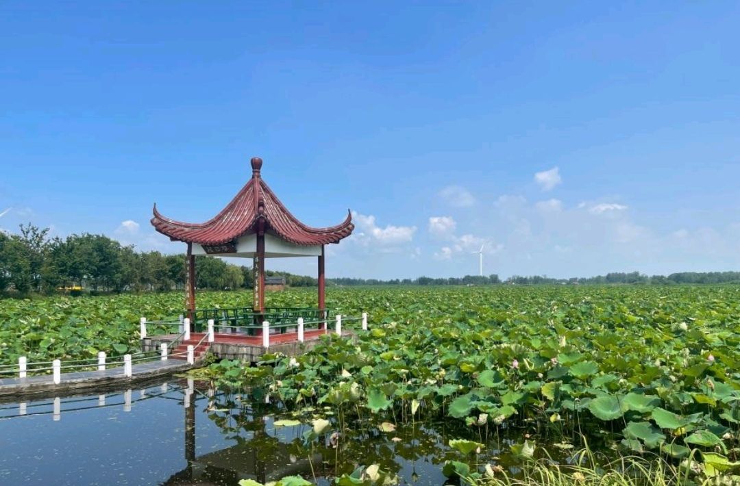淮安市金湖县荷花荡景区(暂停营业)旅行图片 2
