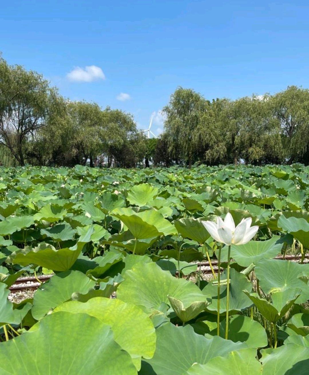 淮安市金湖县荷花荡景区(暂停营业)旅行图片 3