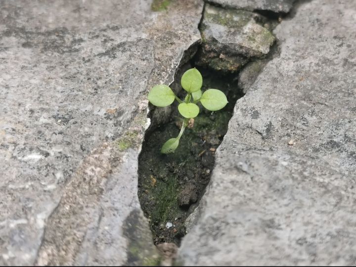 西坝公园旅行图片 3