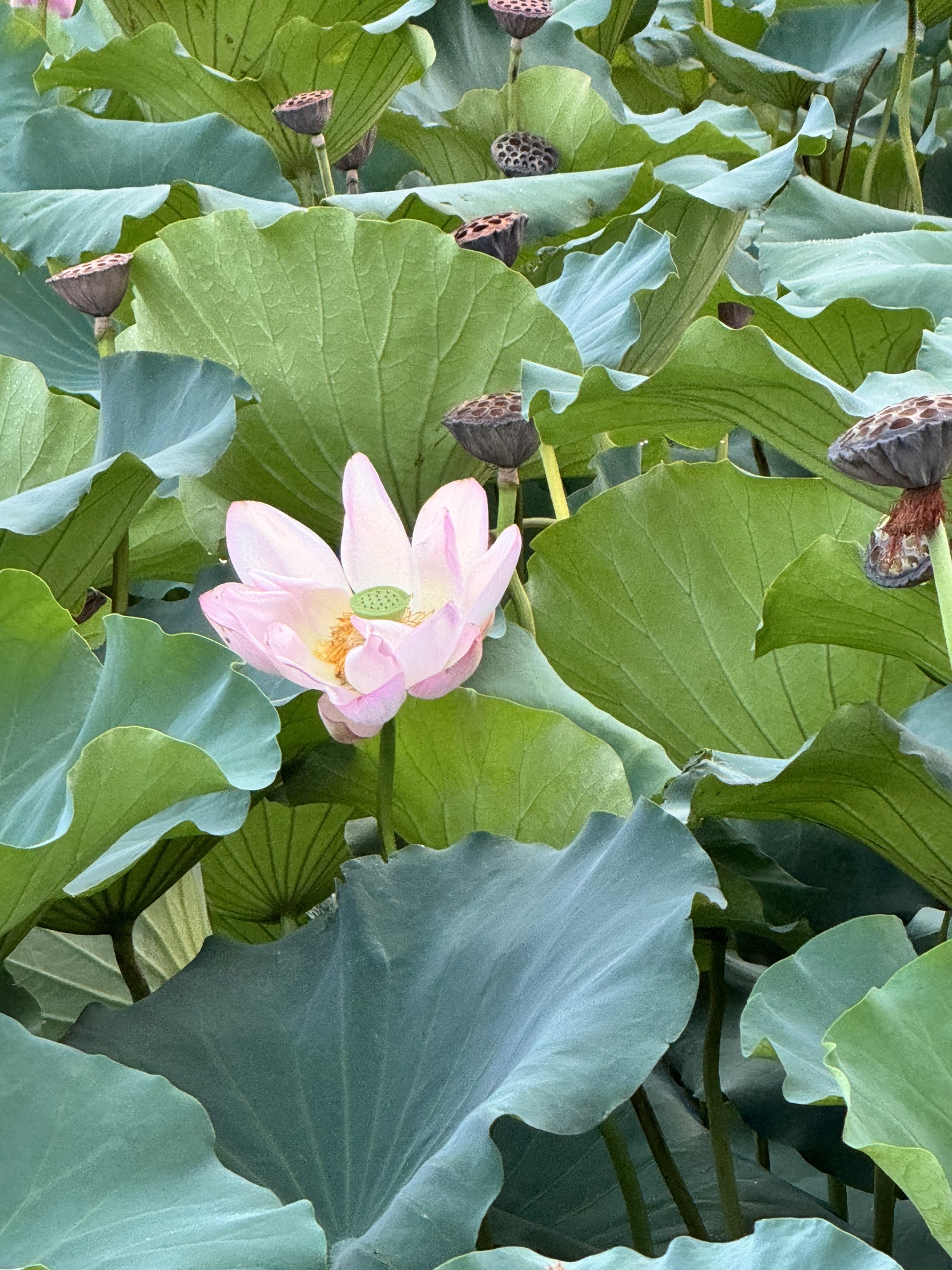 古黄河湿地公园旅行图片 1