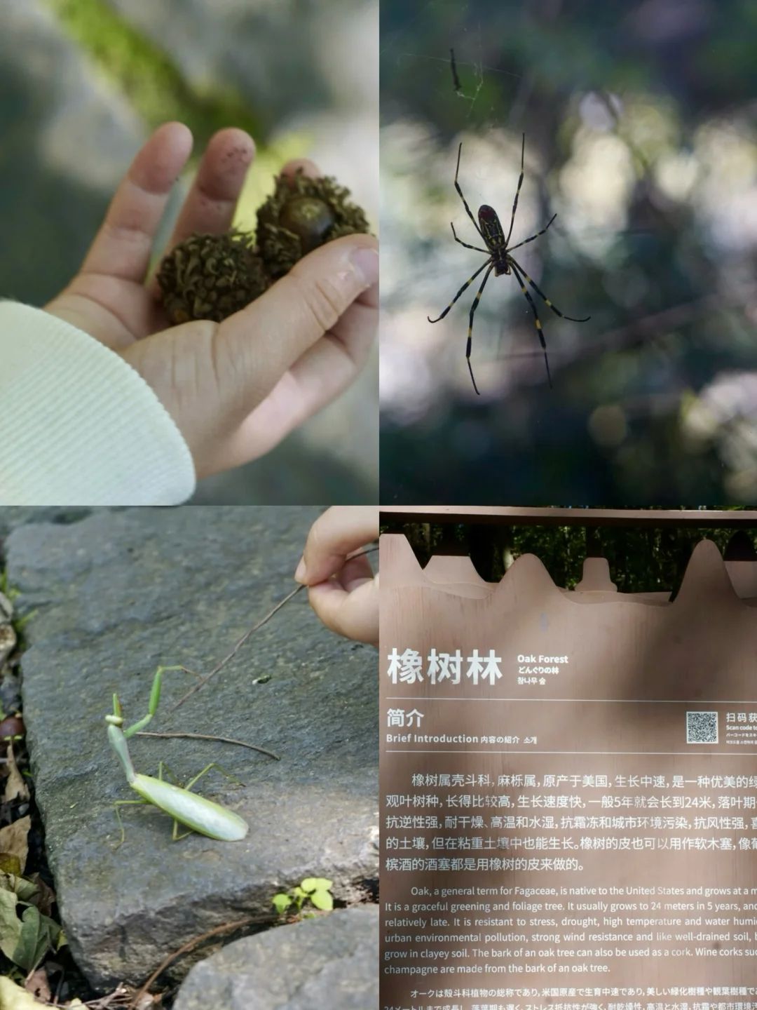 铁山寺国家森林公园旅行图片 2