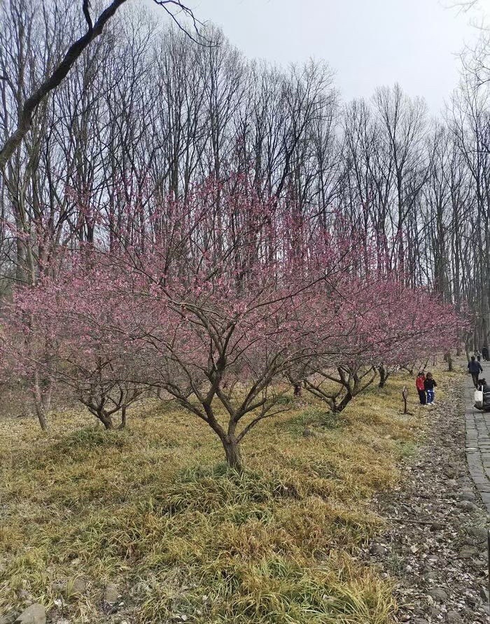 铁山寺国家森林公园旅行图片 3