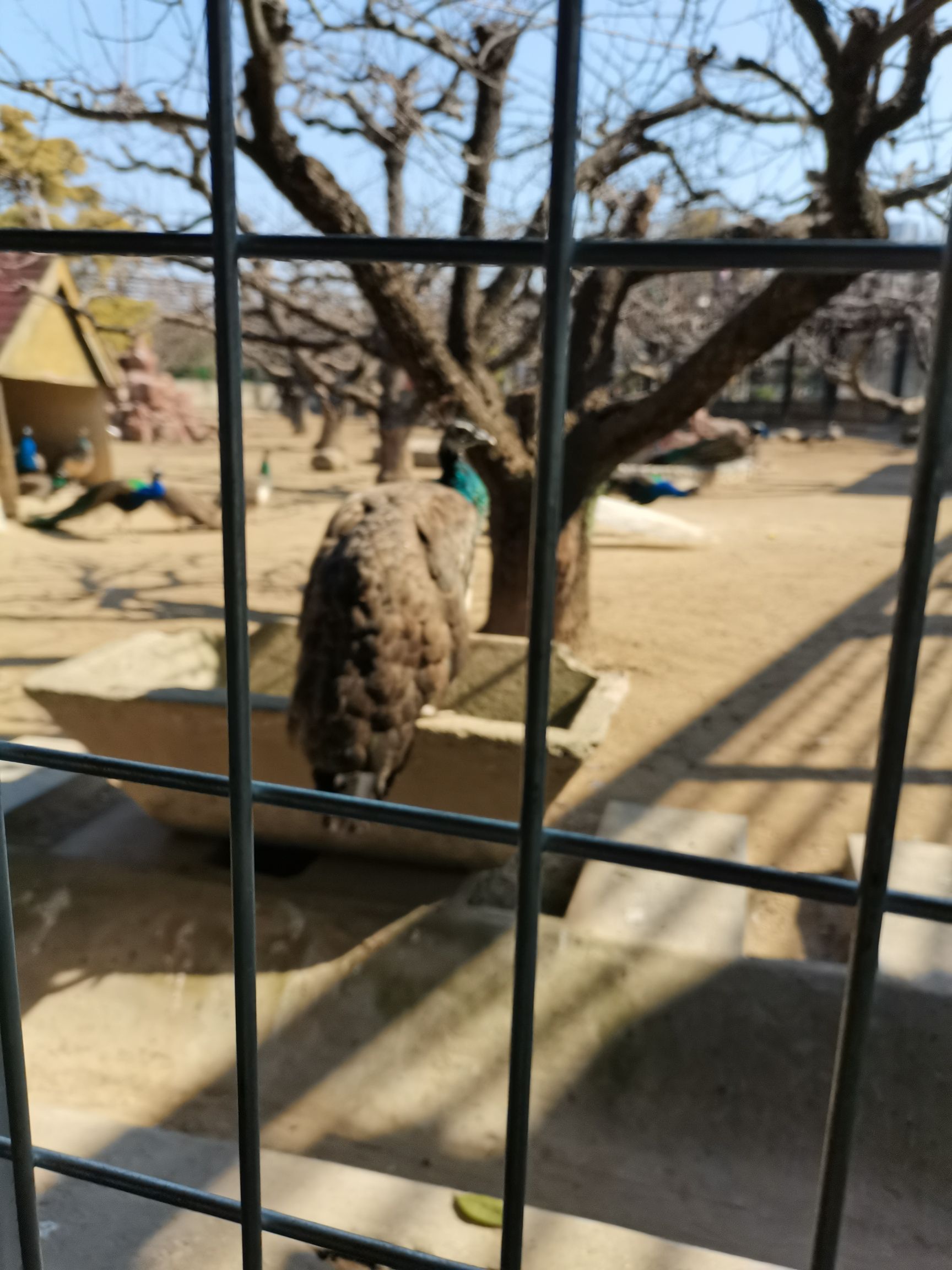 淮安动物园旅行图片 2