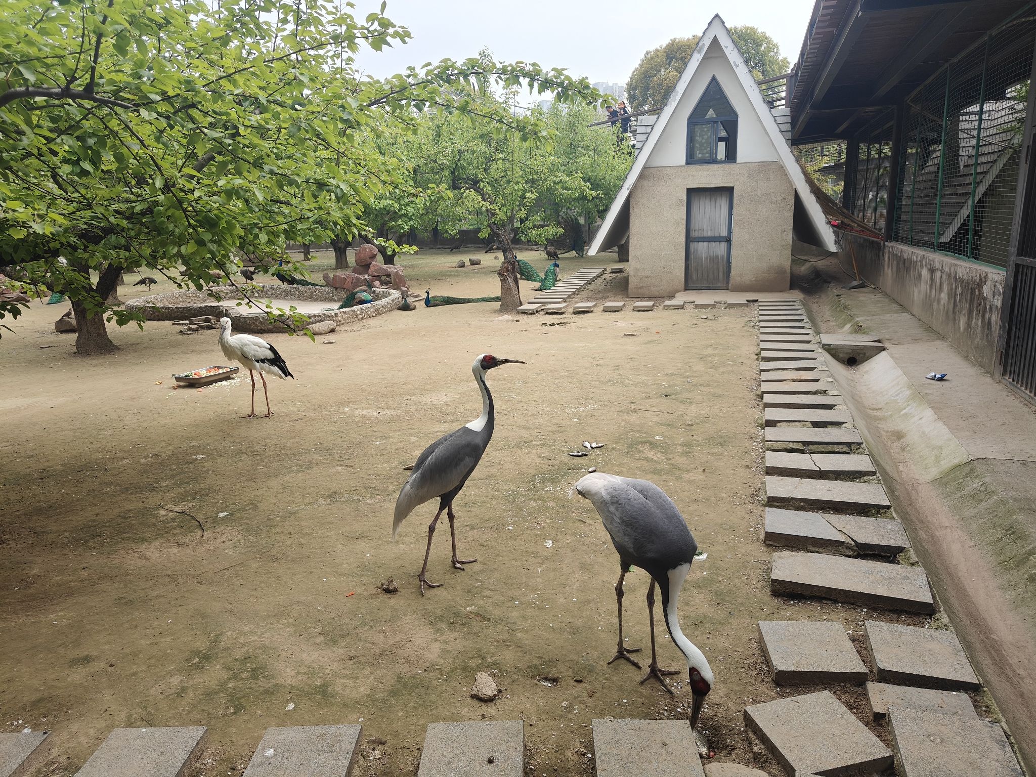 淮安动物园旅行图片 3