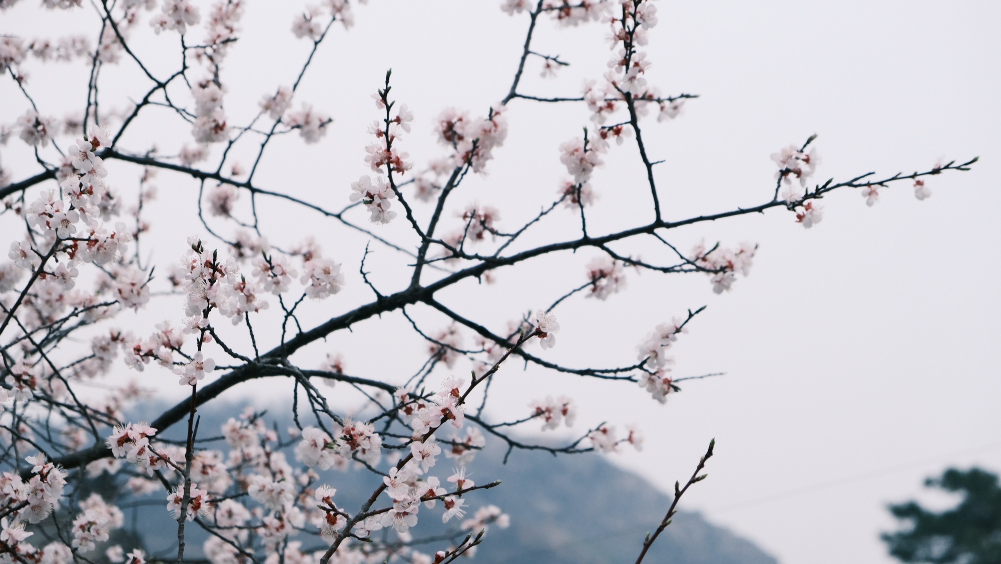 桃花涧风景区旅行图片 3