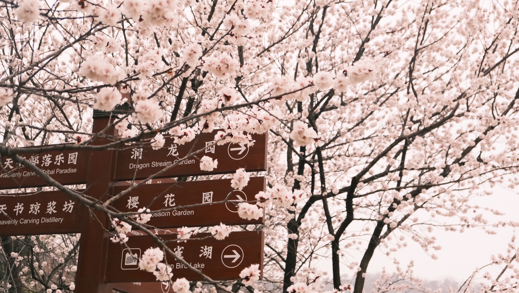桃花涧风景区旅行图片 1