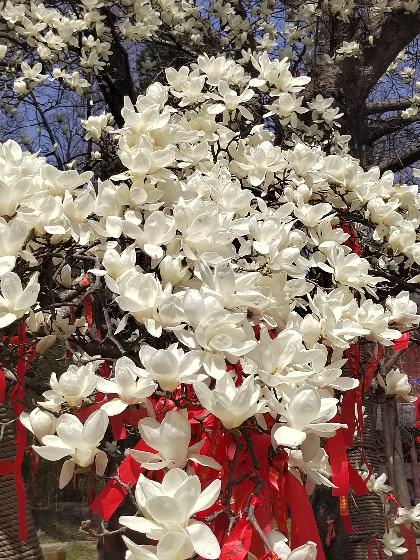 东磊风景游览区旅行图片 1