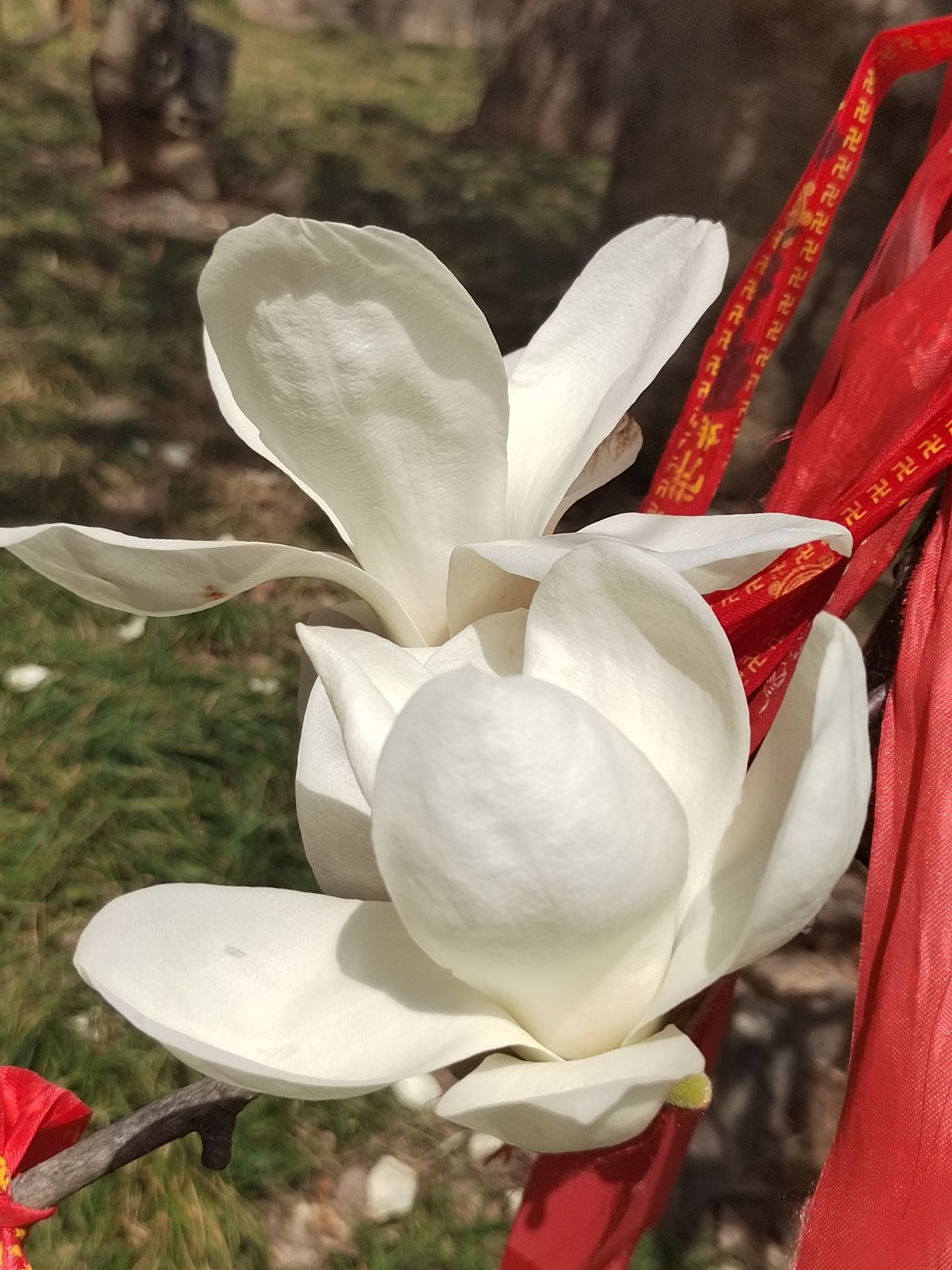 东磊风景游览区旅行图片 3