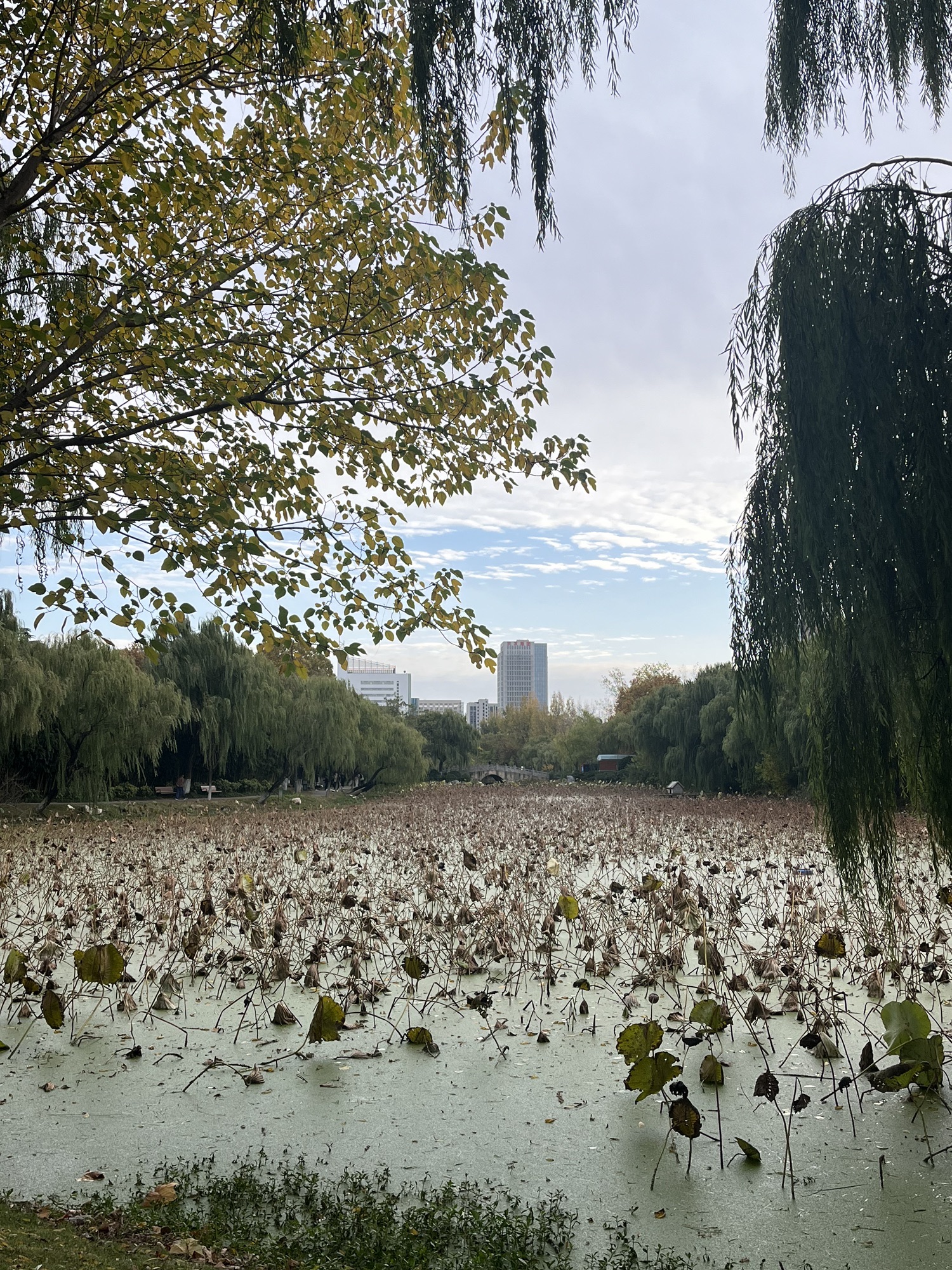 苍梧绿园旅行图片 2