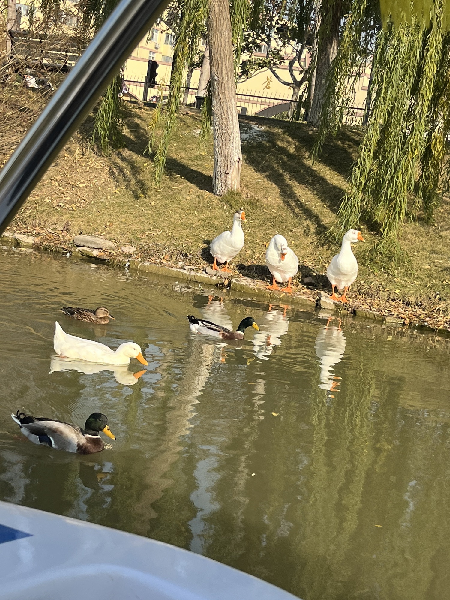 苍梧绿园旅行图片 1