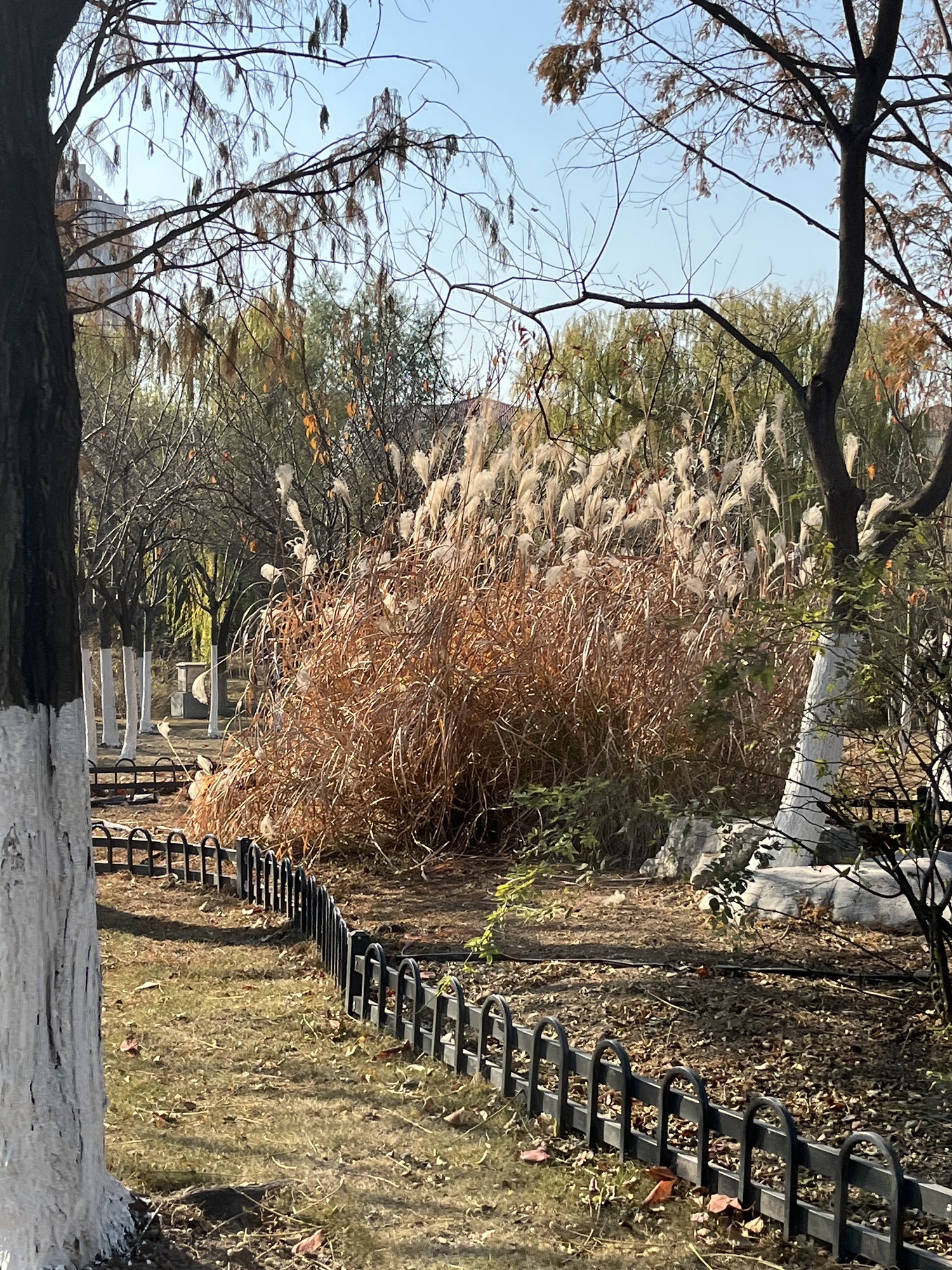 苍梧绿园旅行图片 2
